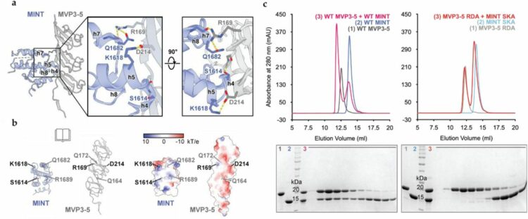 Structural Insights into the Roles of PARP4 and NAD  in the Human Vault Cage