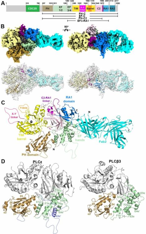 Cryo-EM Structure of Phospholipase Cε Defines N-terminal Domains and their Roles in Activity