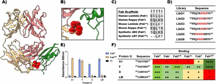 Engineered Protein-G variants for plug-and-play applications