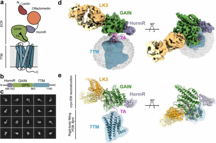 Structural analysis and conformational dynamics of a holo-adhesion GPCR reveal interplay between extracellular and transmembrane domains