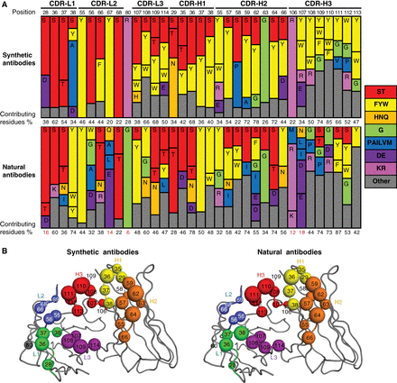 Structural Survey of Antigen Recognition by Synthetic Human Antibodies