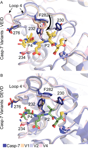 Reprogramming Caspase-7 Specificity by Regio-Specific Mutations and Selection Provides Alternate Solutions for Substrate Recognition