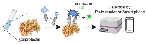 Development of Luminescent Biosensors for Calprotectin