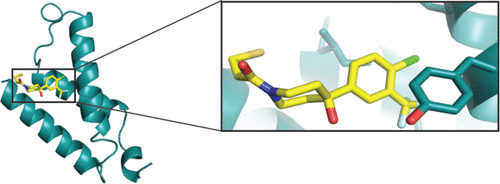 Ordering a dynamic protein via a small-molecule stabilizer