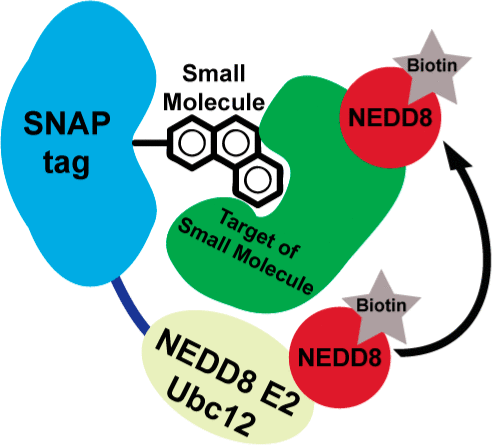 Direct Proximity Tagging of Small Molecule Protein Targets Using an Engineered NEDD8 Ligase