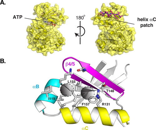 Small-Molecule Allosteric Modulators of the Protein Kinase PDK1 from Structure-Based Docking