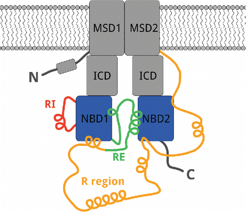 Development and characterization of synthetic antibodies binding to the cystic fibrosis conductance regulator