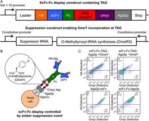 A switchable yeast display/secretion system