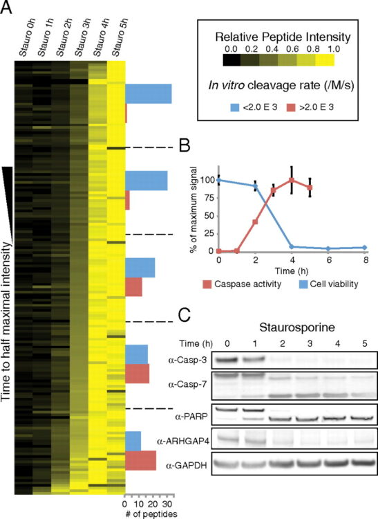 Global kinetic analysis of proteolysis via quantitative targeted proteomics