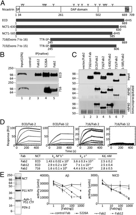 Identification of a tetratricopeptide repeat-like domain in the nicastrin subunit of γ-secretase using synthetic antibodies