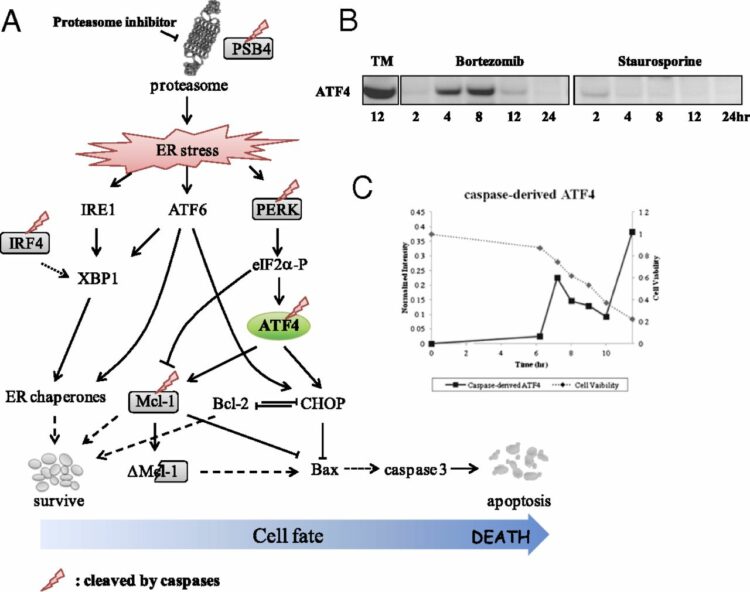 Quantitative profiling of caspase-cleaved substrates reveals different drug-induced and cell-type patterns in apoptosis