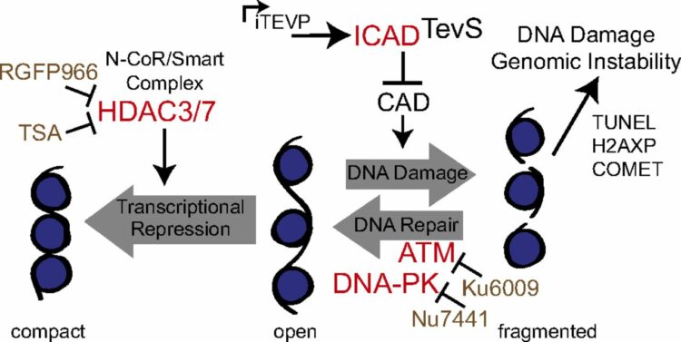 Engineered cellular gene-replacement platform for selective and inducible proteolytic profiling