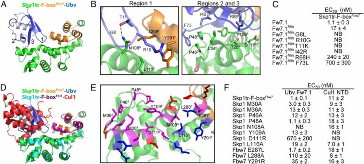 Inhibition of SCF ubiquitin ligases by engineered ubiquitin variants that target the Cul1 binding site on the Skp1-F-box interface