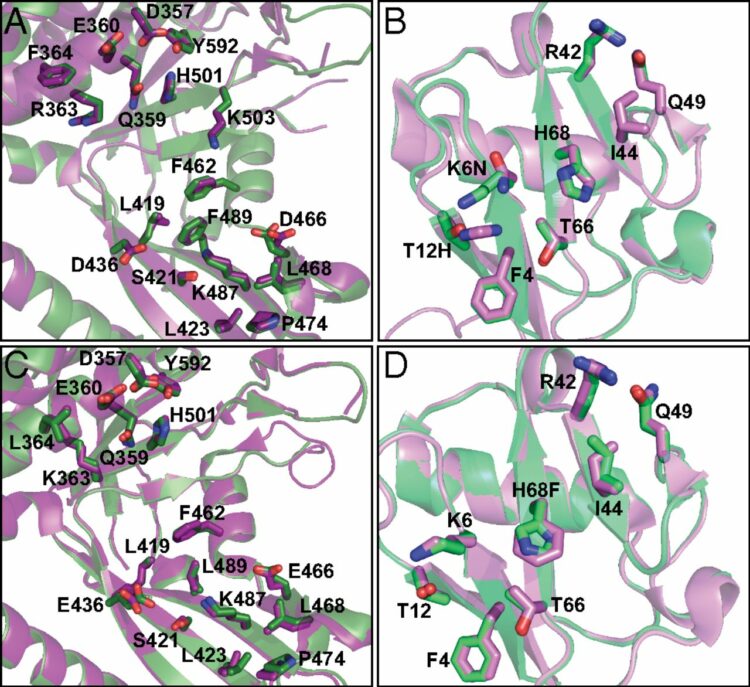 Saturation scanning of ubiquitin variants reveals a common hot spot for binding to USP2 and USP21