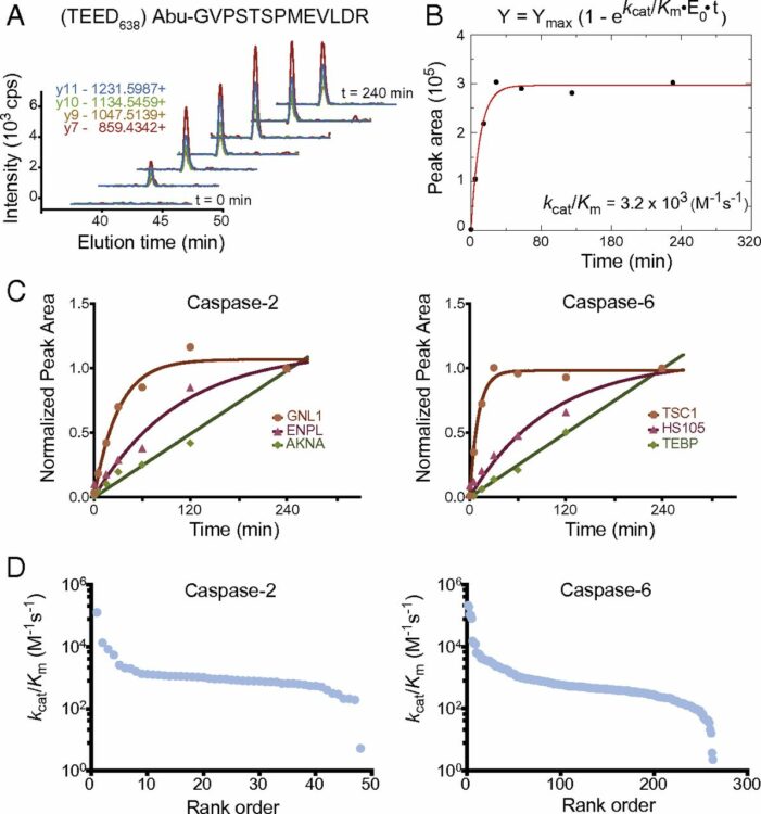 Quantitative MS-based enzymology of caspases reveals distinct protein substrate specificities, hierarchies, and cellular roles