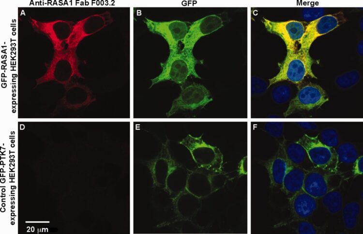 Selection of recombinant anti-SH3 domain antibodies by high-throughput phage display