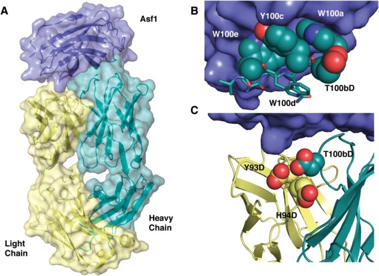 A polar ring endows improved specificity to an antibody fragment