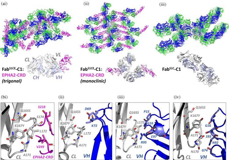 Engineered antigen-binding fragments for enhanced crystallization of antibody:antigen complexes