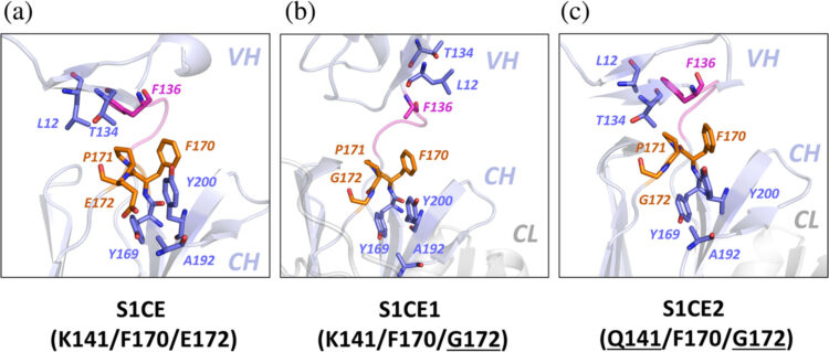 Antigen‐binding fragments with improved crystal lattice packing and enhanced conformational flexibility at the elbow region as crystallization chaperones