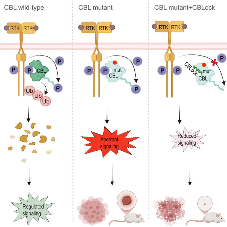 Locking CBL TKBD in its native conformation presents a novel therapeutic opportunity in mutant CBL-dependent leukemia