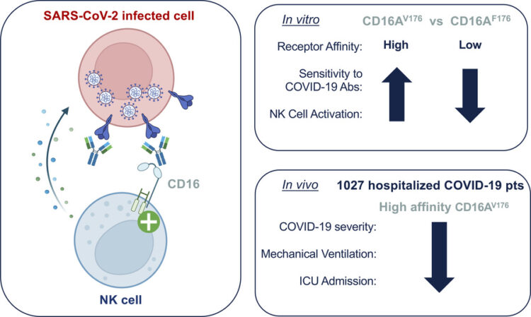 High affinity CD16 polymorphism associated with reduced risk of severe COVID-19