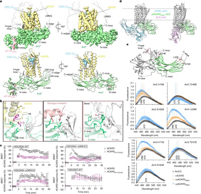 Effect of phosphorylation barcodes on arrestin binding to a chemokine receptor