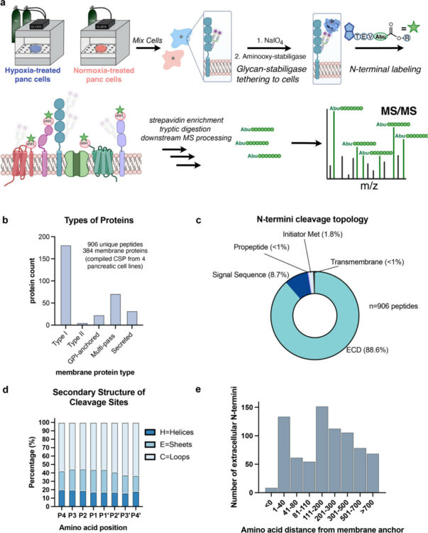 Hypoxia Induces Extensive Protein and Proteolytic Remodeling of the Cell Surface in Pancreatic Adenocarcinoma (PDAC) Cell Lines