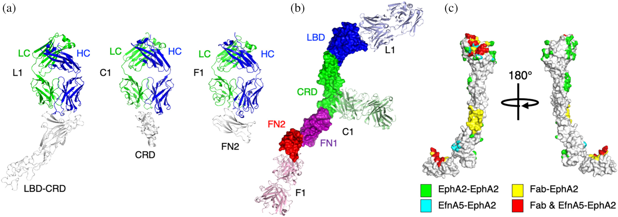 Synthetic antibodies targeting EphA2 induce diverse signaling-competent clusters with differential activation