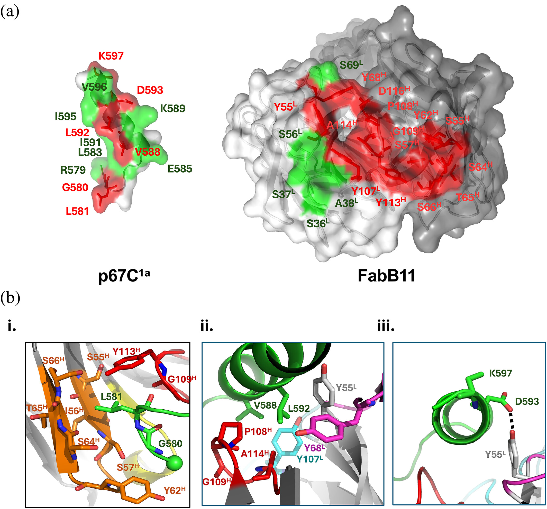 Molecular characterization of a synthetic neutralizing antibody targeting p67 of Theileria parva