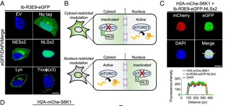 Conformation-specific synthetic intrabodies modulate mTOR signaling with subcellular spatial resolution