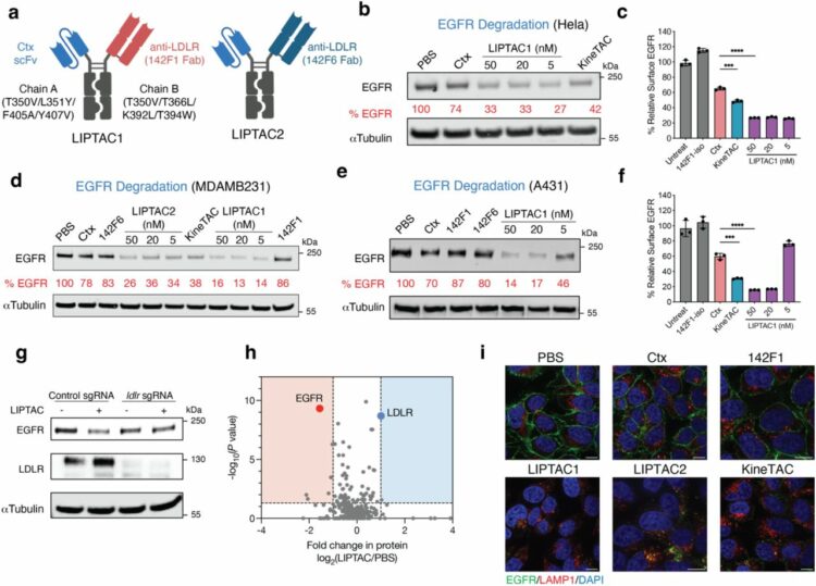 Low-density lipoprotein receptor-targeting chimeras for membrane protein degradation and enhanced drug delivery
