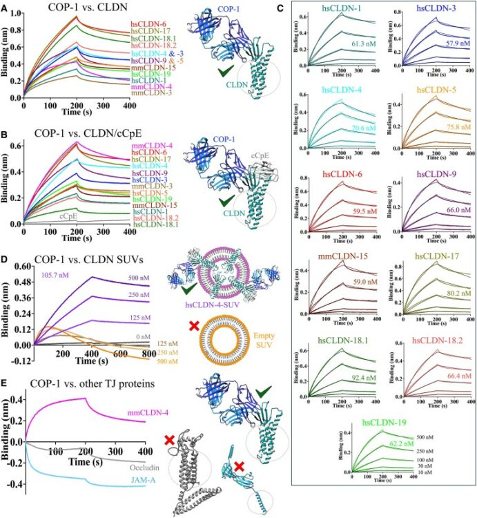 Biophysical basis of tight junction barrier modulation by a pan-claudin-binding molecule