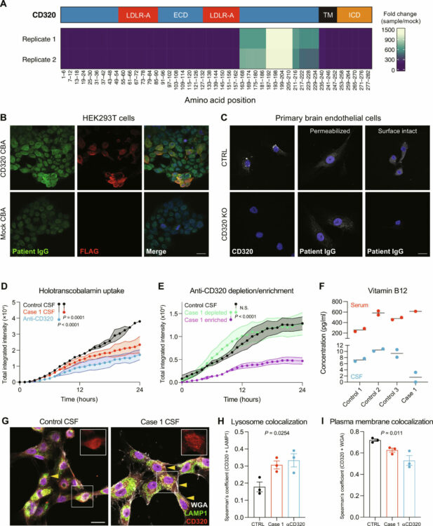 Transcobalamin receptor antibodies in autoimmune vitamin B12 central deficiency