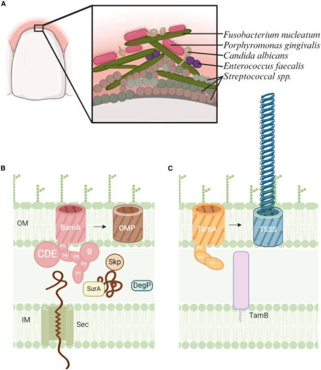 Characterization of the OMP biogenesis machinery in Fusobacterium nucleatum