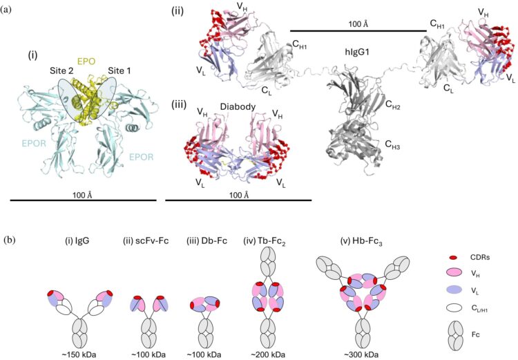 An asymmetric tetrabody is a potent and efficacious agonist of the erythropoietin receptor in vitro and in vivo