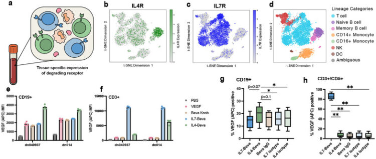 A cytokine receptor-targeting chimera (kineTAC) toolbox for expanding extracellular targeted protein degradation