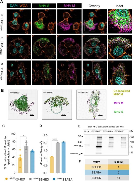 An unconventional HxD motif orchestrates coatomer-dependent coronavirus morphogenesis