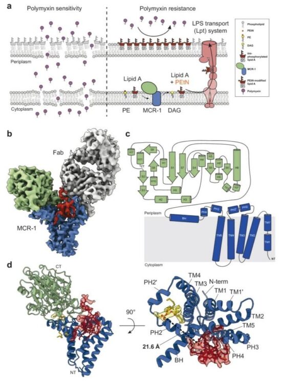 Mechanistic basis of antimicrobial resistance mediated by the phosphoethanolamine transferase MCR-1