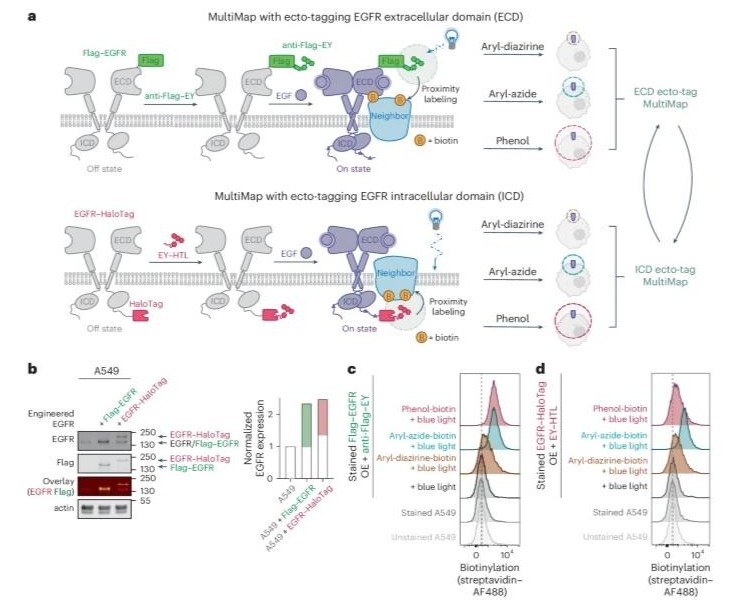Temporal photoproximity labeling of ligand-activated EGFR neighborhoods using MultiMap