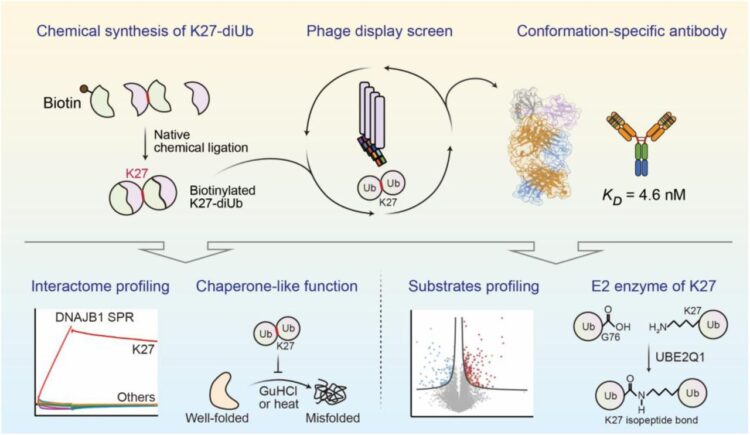 Conformation-specific Antibody Deciphers K27-linked Ubiquitination in Chaperone-Mediated Proteostasis
