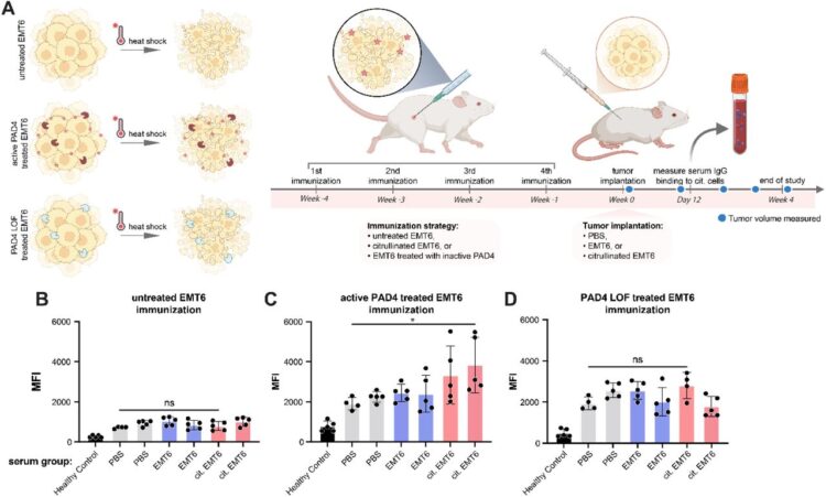 Cellular consequences, citrullination substrates, and antigenicity resulting from wild-type and targeted PAD4 on cell surfaces