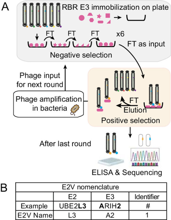 E2 variants for probing E3 ubiquitin ligase activities