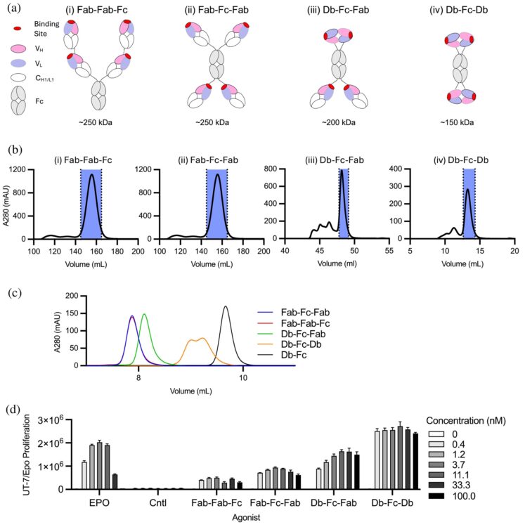 Tetravalent antibodies are more potent and efficacious erythropoiesis-stimulating agents than erythropoietin in vivo