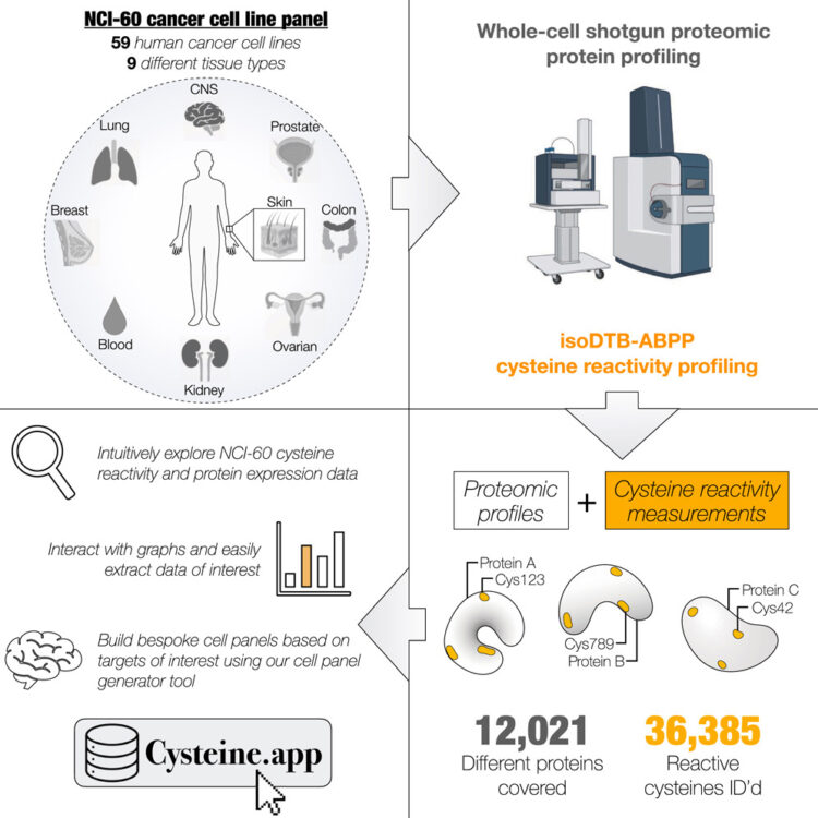 An interactive resource mapping the proteome and reactive cysteine landscape across the NCI-60 reveals cell and tissue-specific profiles