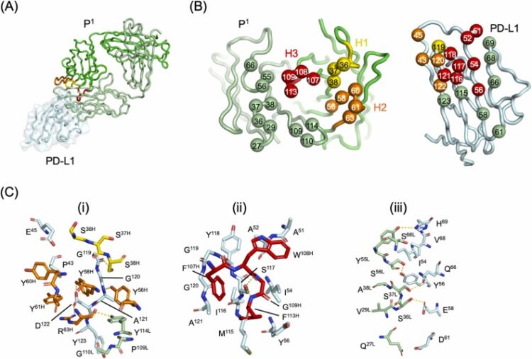 A tetravalent PD-L1/VEGF bispecific antibody blocks tumor growth In Vivo