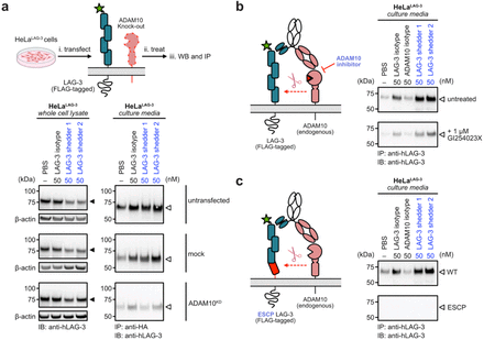 Targeted shedding of extracellular membrane proteins by induced protease recruitment