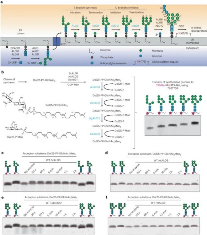 Structures of ALG3/9/12 reveal the assembly logic of the N-glycan oligomannose core