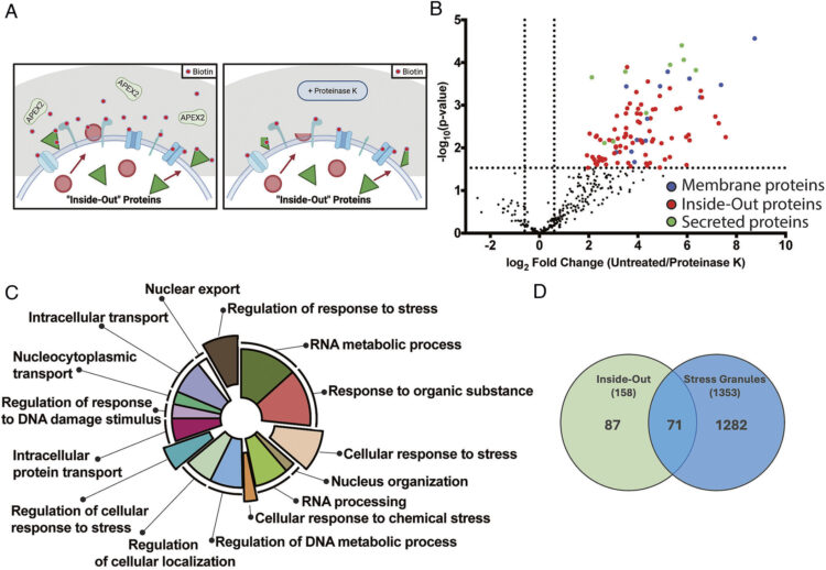Dynamic translocation of Inside-Out proteins to the cell surface underlies cellular adaptation to cancer-induced stress