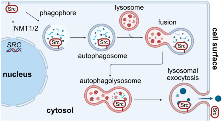 Autophagolysosomal exocytosis inverts Src kinase onto the cell surface in cancer