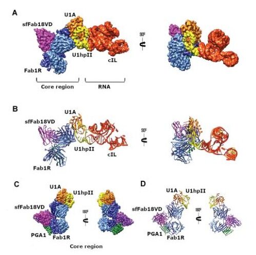 A universal Fab targeting a conserved U1A-RNA epitope for RNA structure determination by cryo-EM